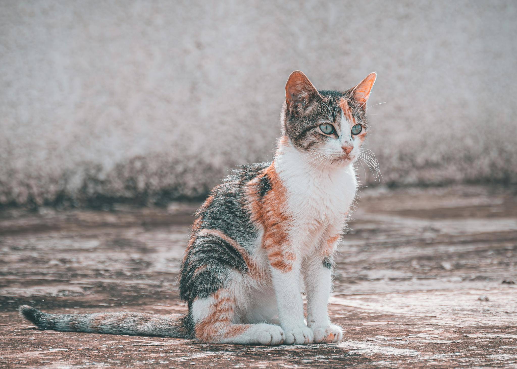 A cute calico cat sitting on a concrete surface outdoors, showcasing its vibrant fur in sunlight.