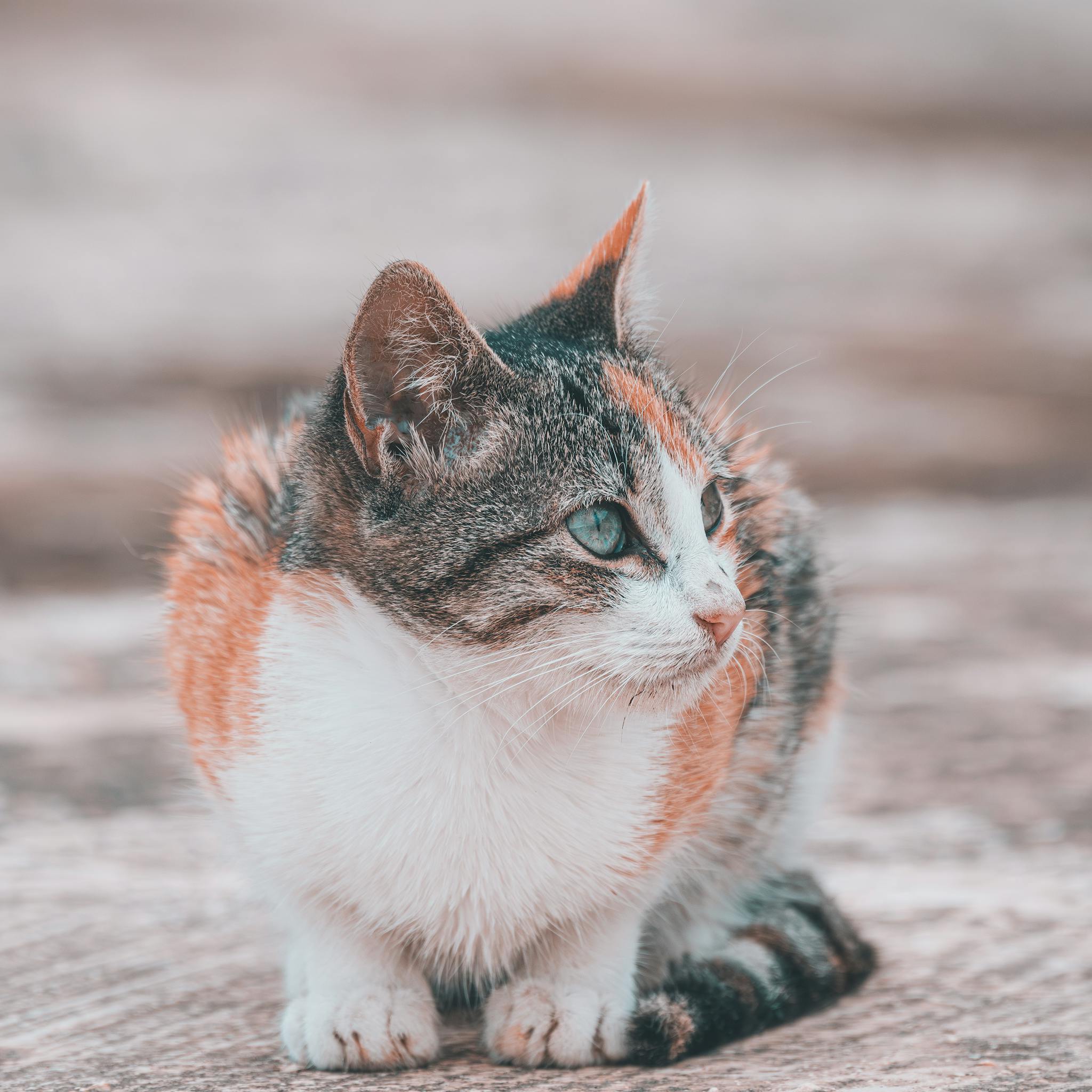 Adorable calico cat sitting on a street in Tunis, Tunisia, showcasing its vibrant fur and curious gaze.