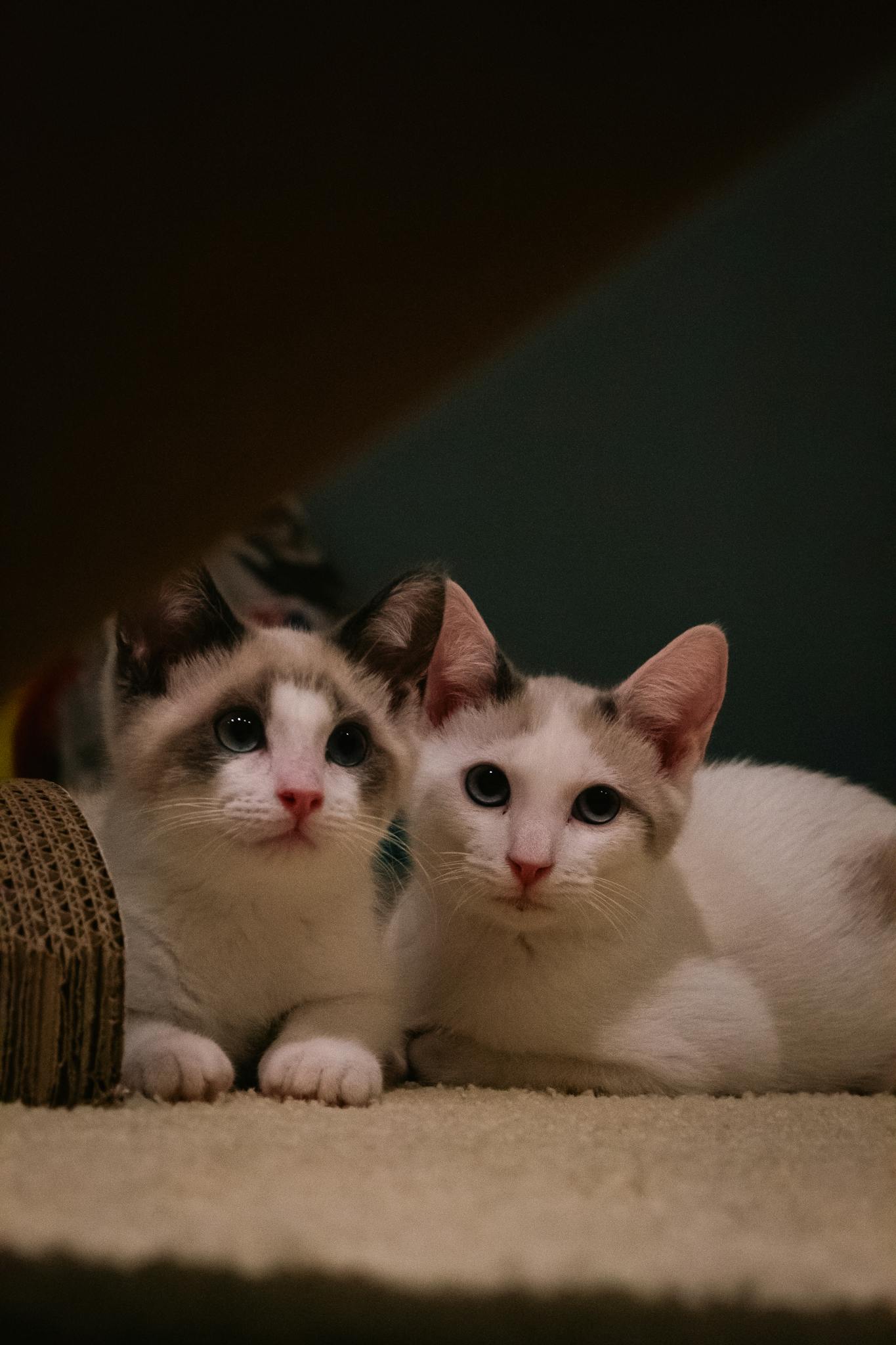 Two cute white kittens with black spots resting on the carpet indoors.