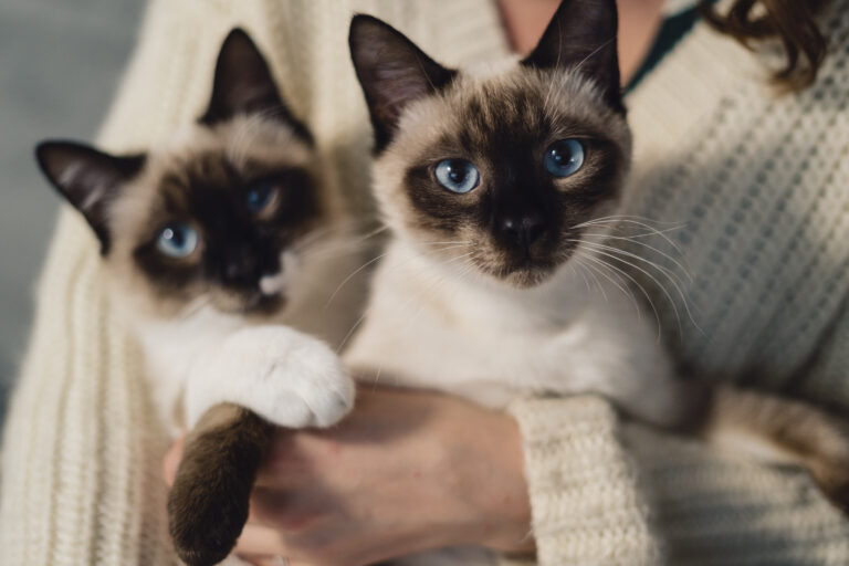 siamese cat eye problems