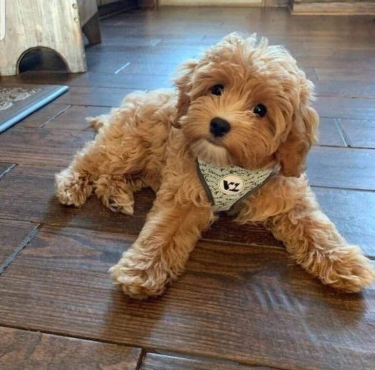 DO MINI POODLES SHED