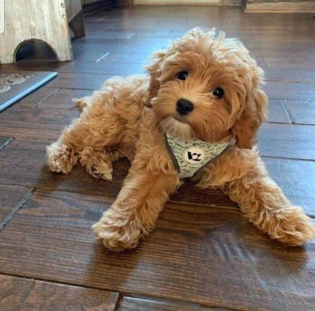 DO MINI POODLES SHED