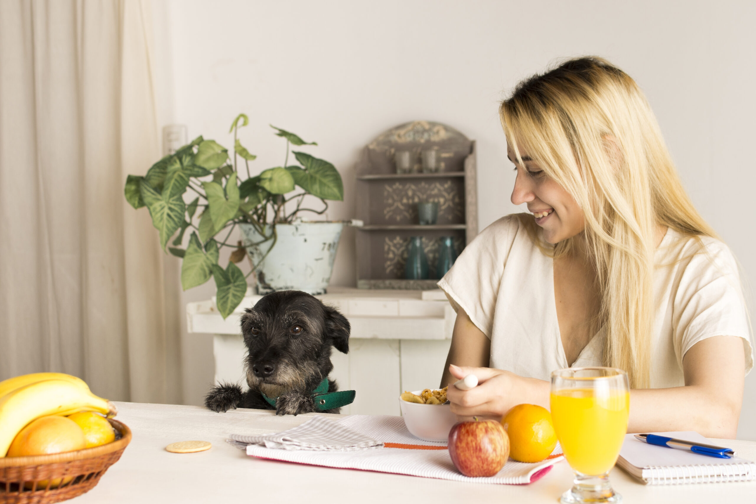 can dogs have apple juice