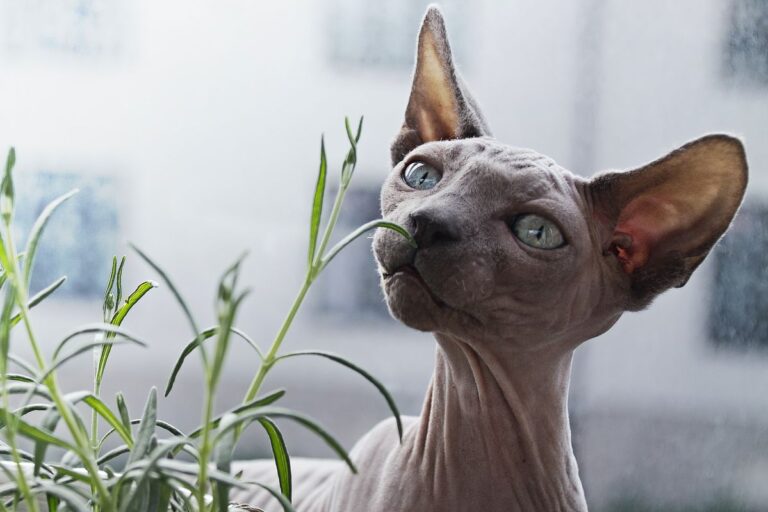 LOW SHEDDING CAT