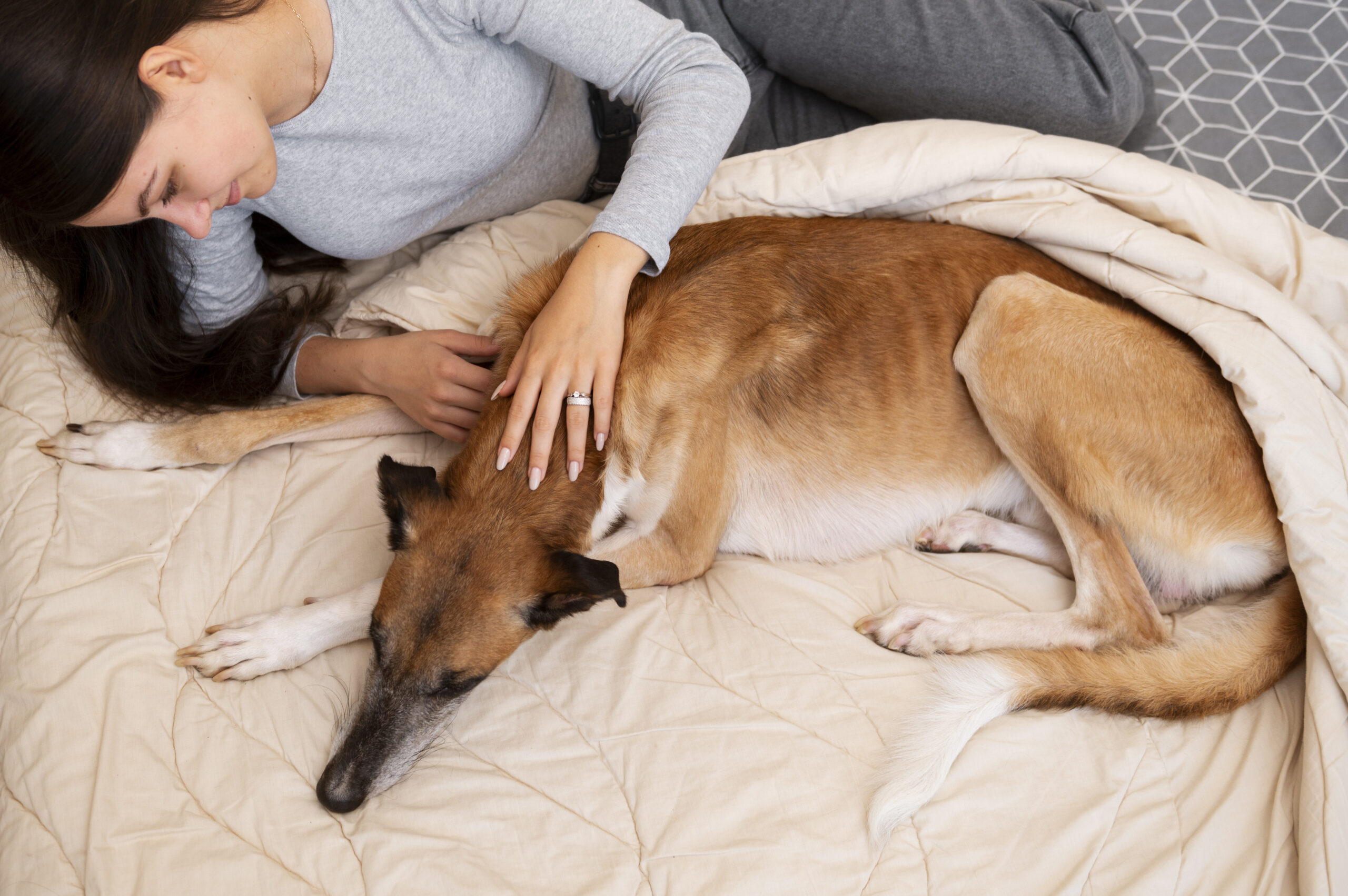 dog pregnancy signs