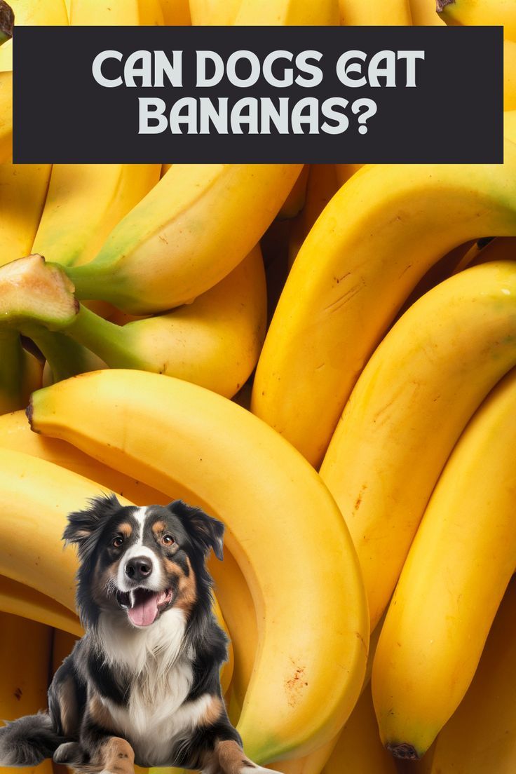 CAN DOGS EAT BANANAS?