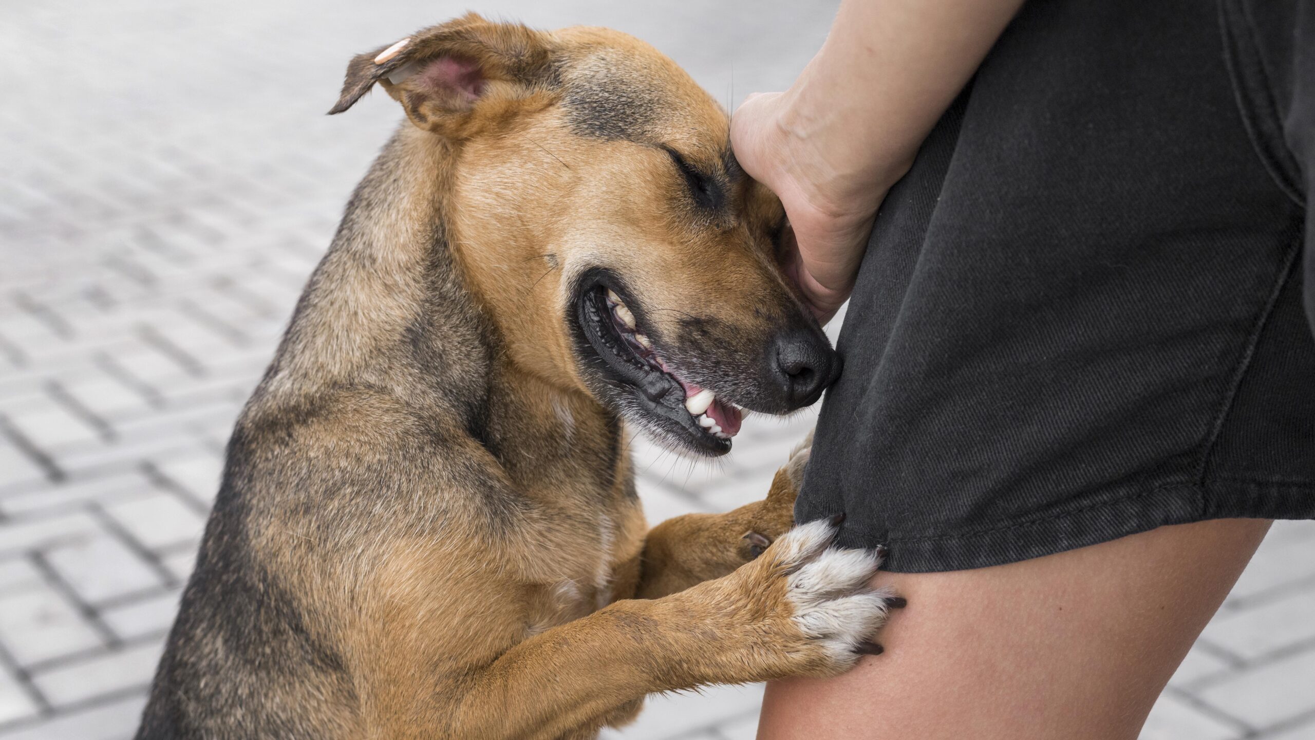 How to Stop Dog from Scratching