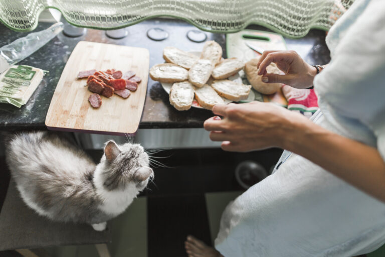 can cats eat turkey bacon