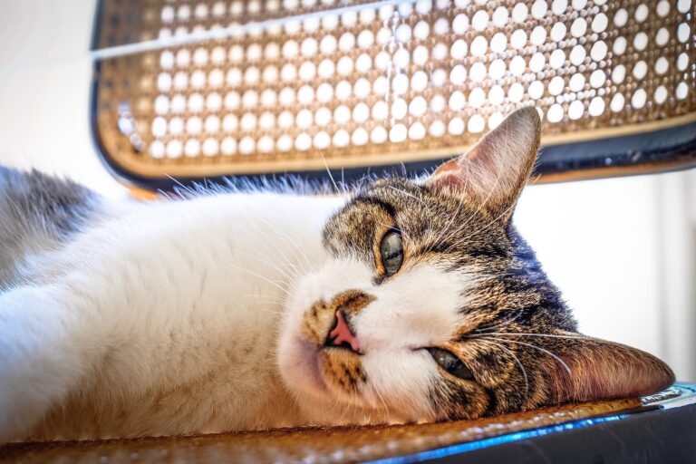 how long are cats in heat