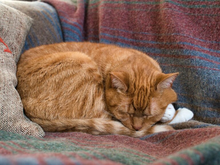 Do cats go through menopause