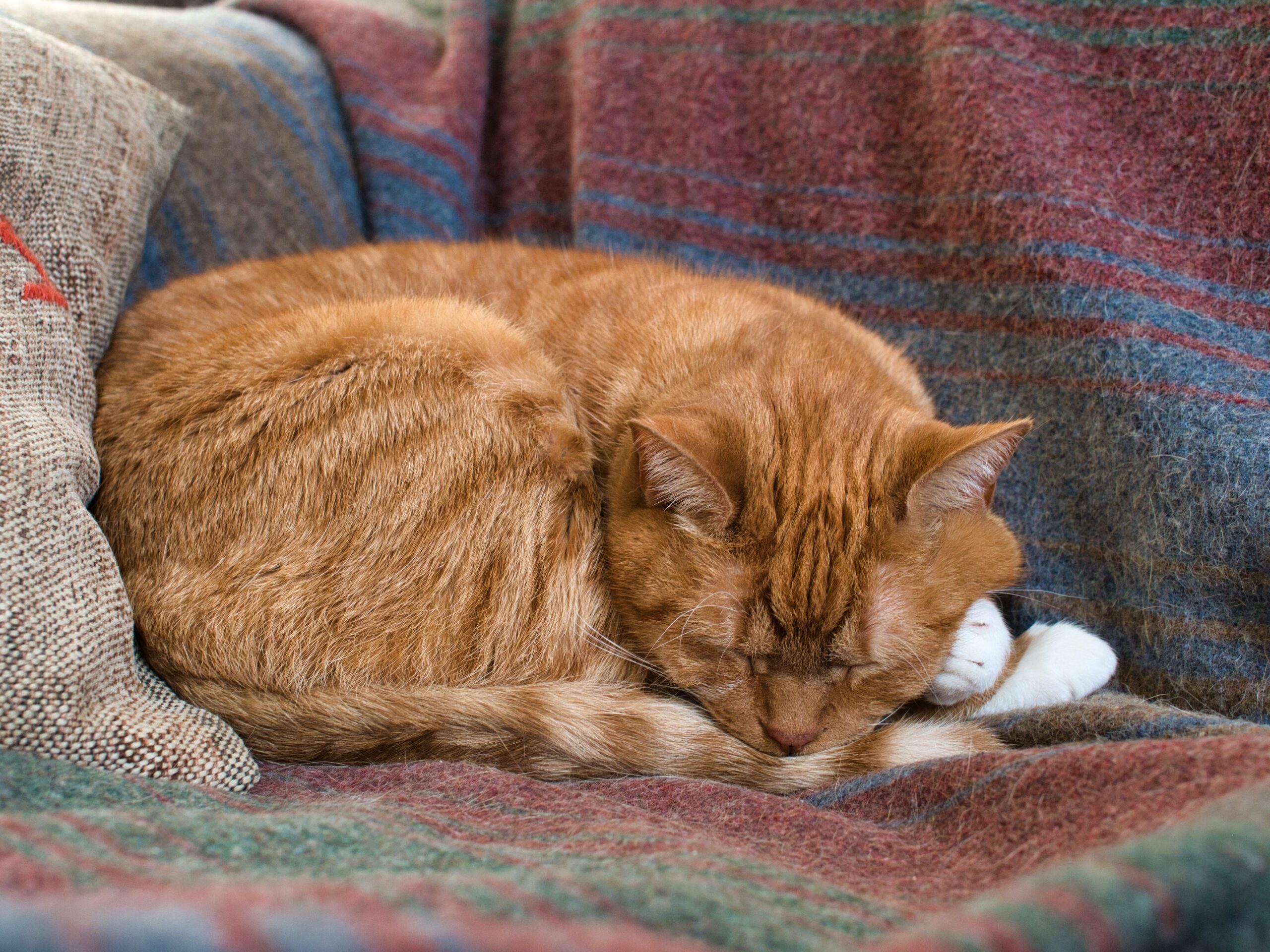 Do cats go through menopause
