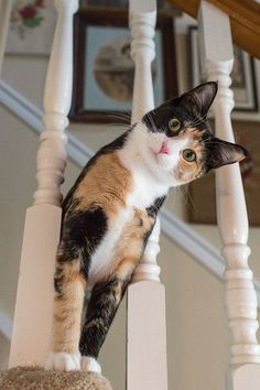 does cats have periods