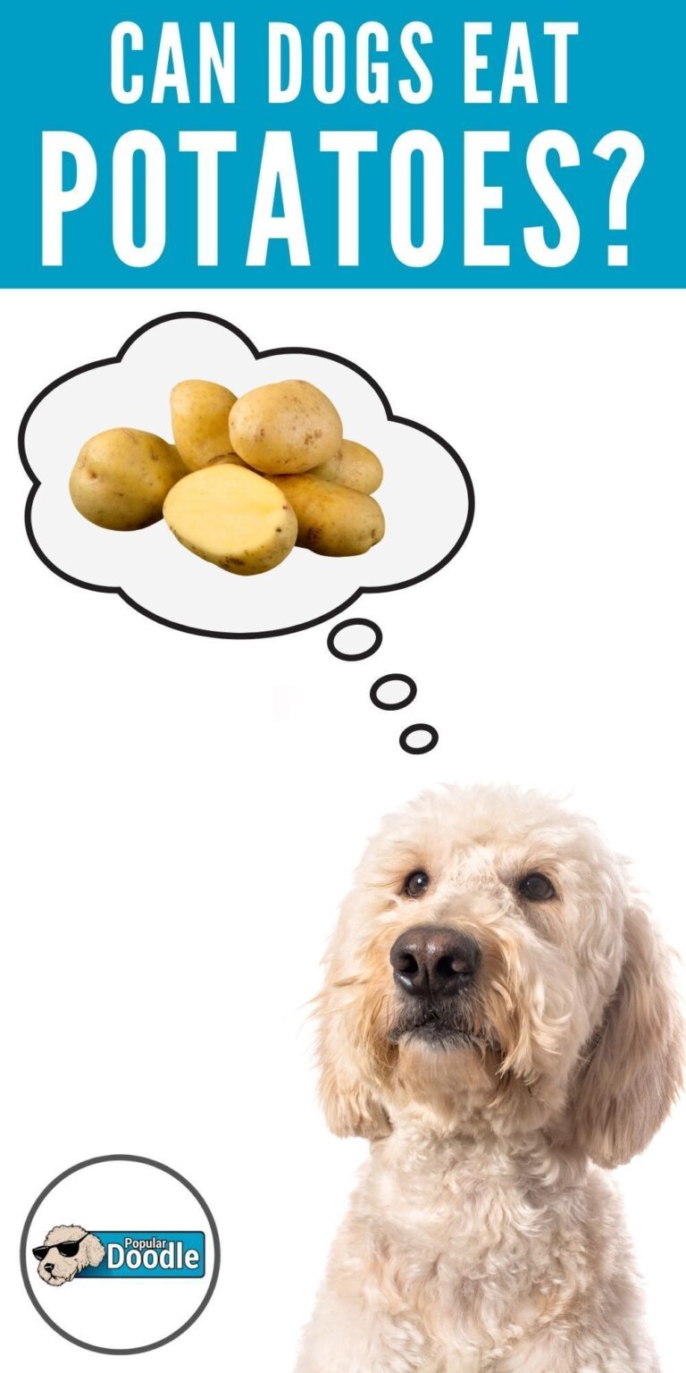 can dogs eat potatoes