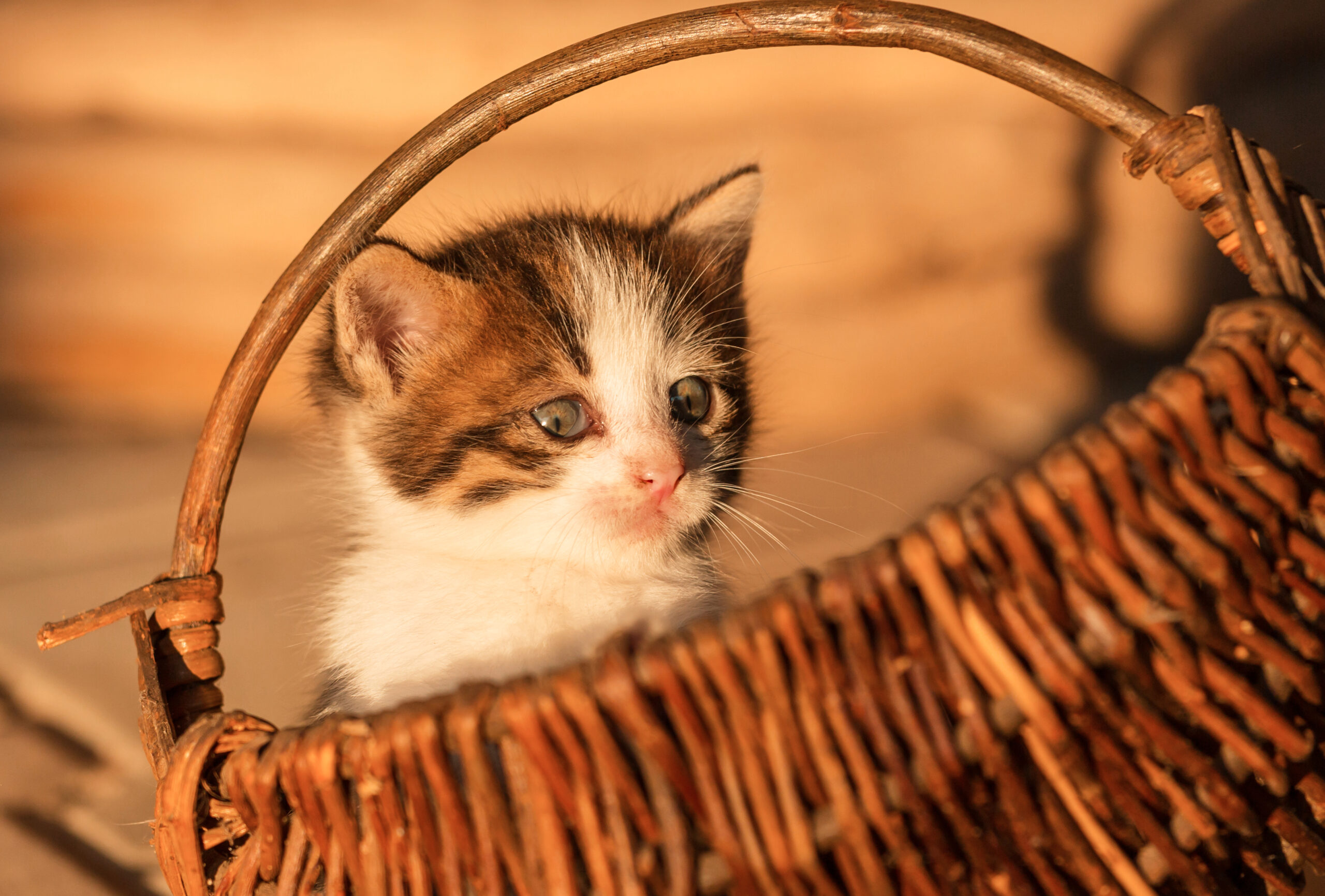 kitten season months