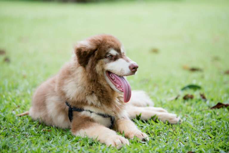 How to train a puppy to stop biting