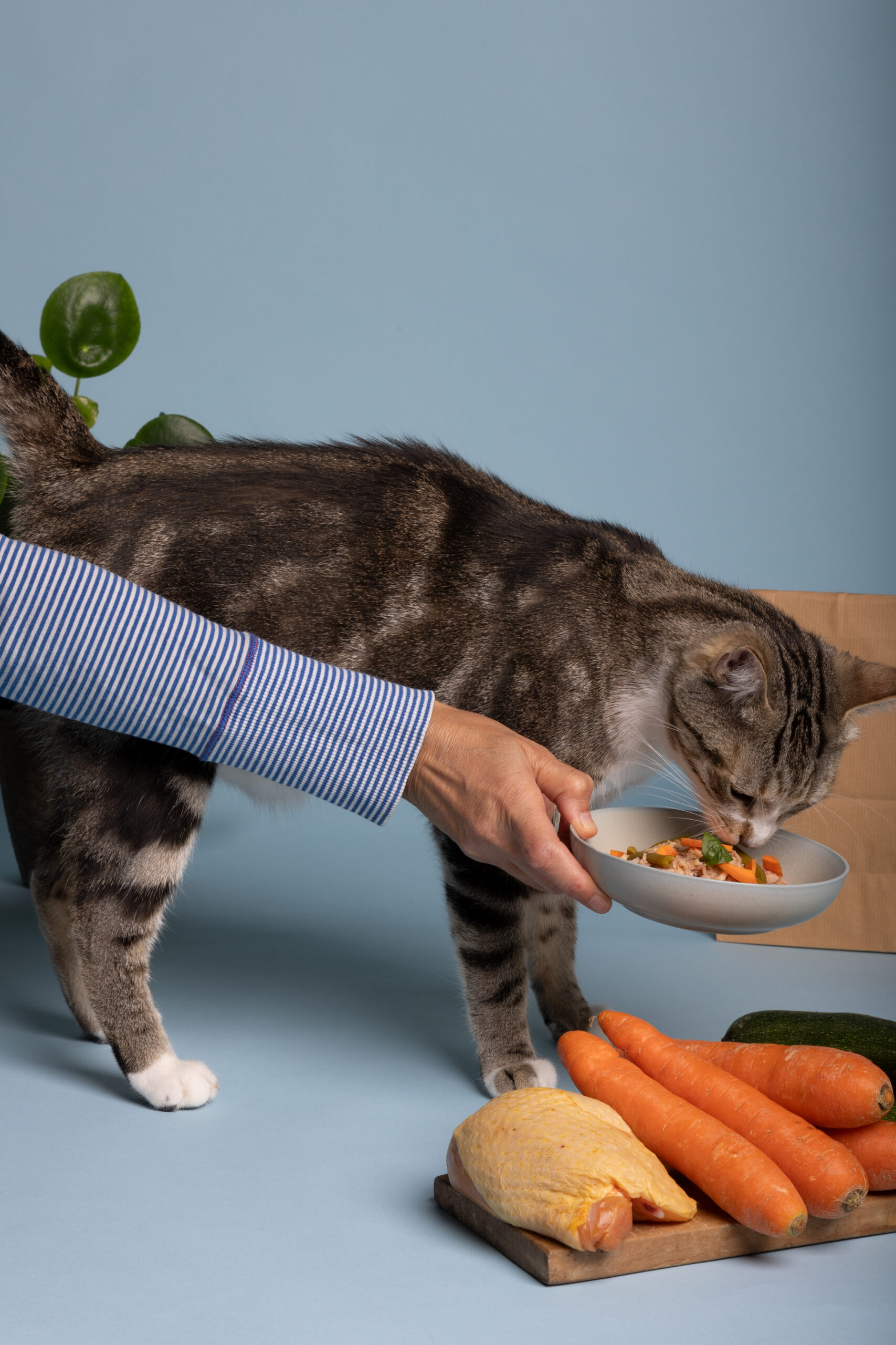 do cats eat chicken