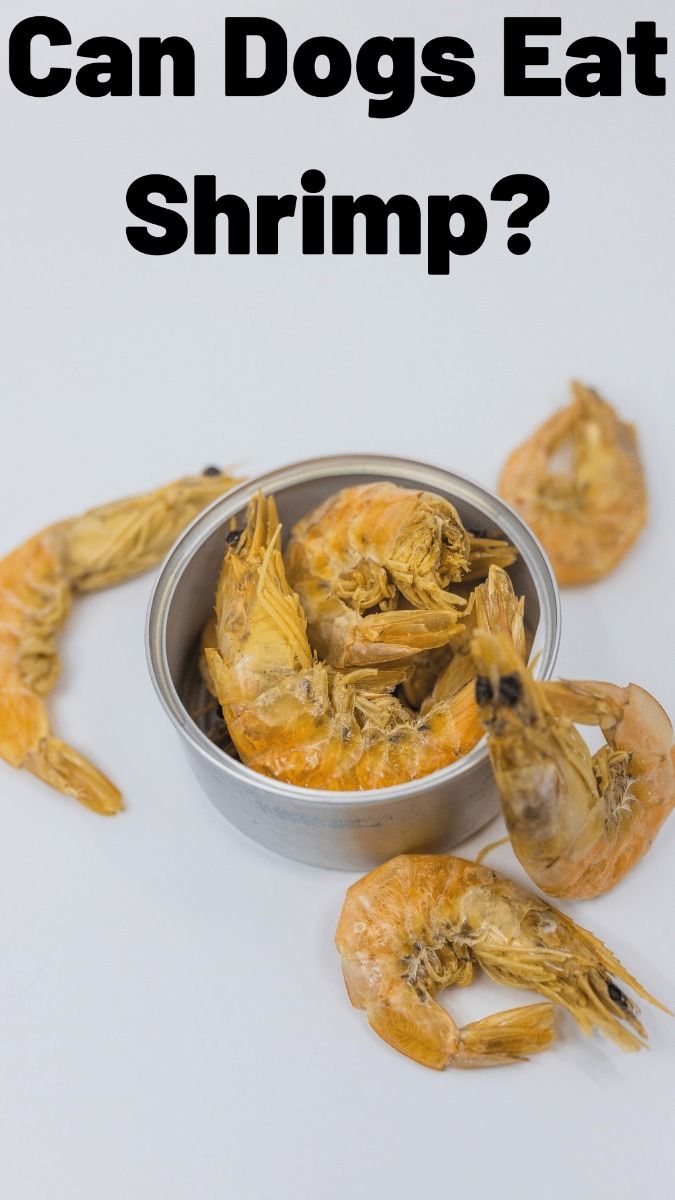 can dogs eat shrimp