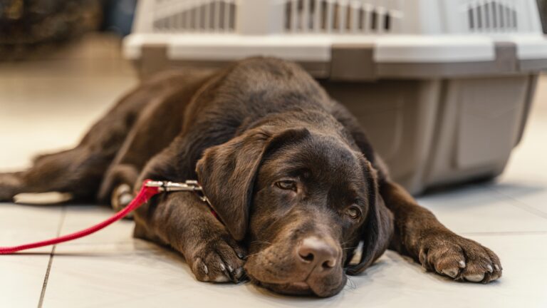dog nausea