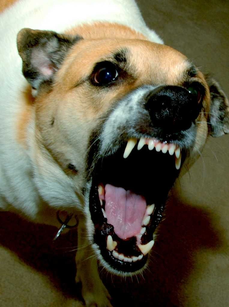 Why My Dog Is Constantly Scratching and Biting Himself: