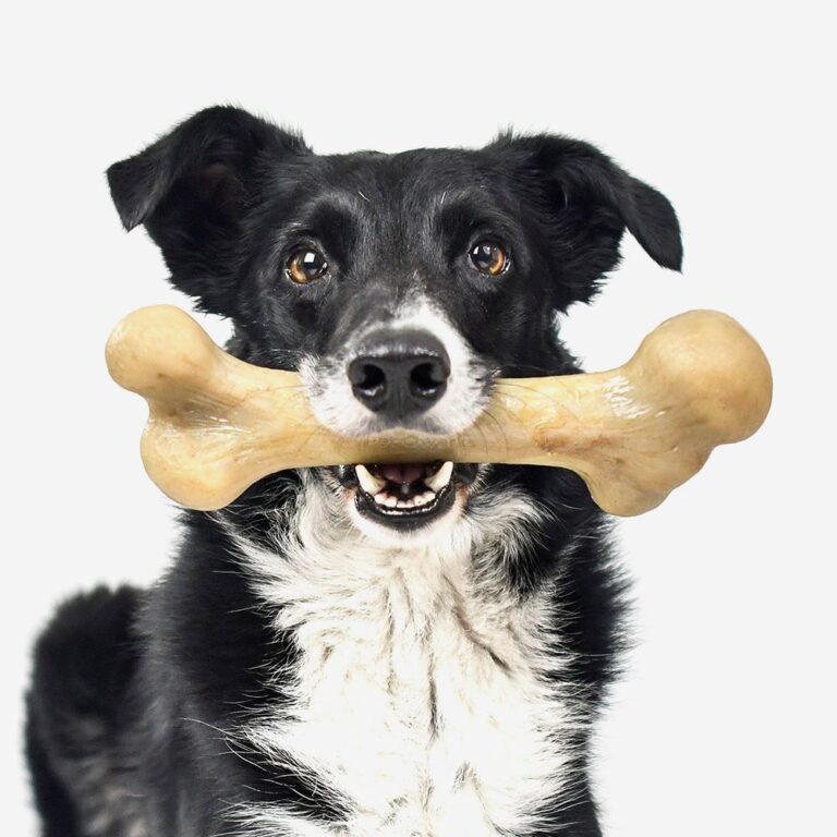 dog chewing