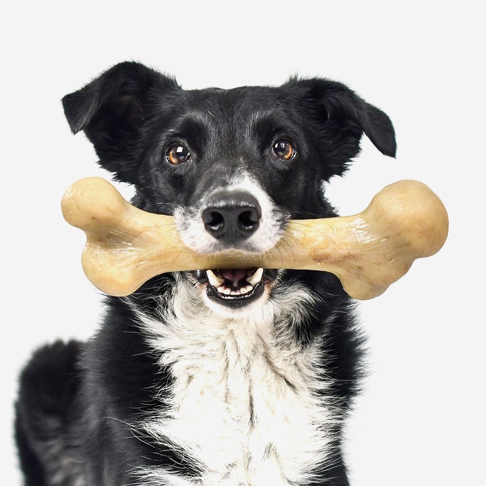 dog chewing